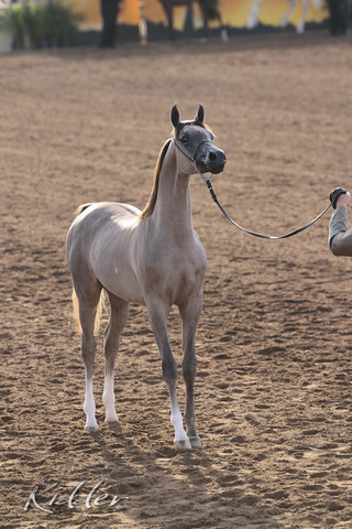 2012 Scottsdale Show Photos | Kidder Equine