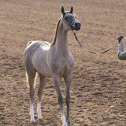 2012 Scottsdale Show Photos | Kidder Equine