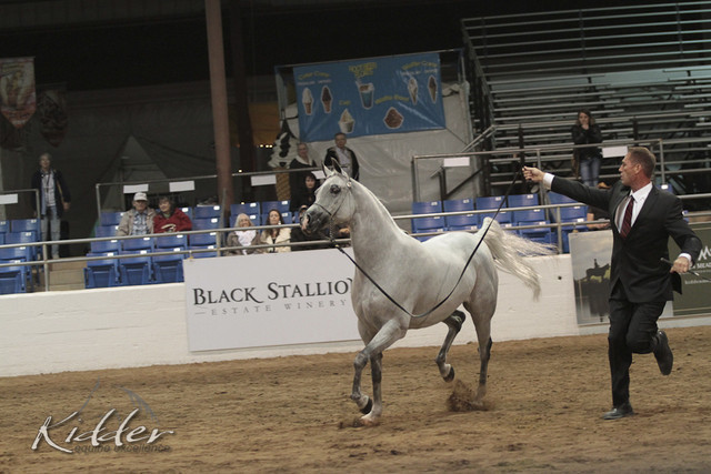 2012 Scottsdale Show Photos | Kidder Equine
