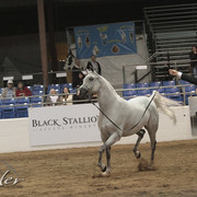 2012 Scottsdale Show Photos | Kidder Equine