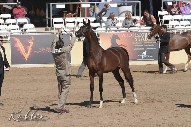 2012 Scottsdale Show Photos | Kidder Equine