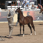 2012 Scottsdale Show Photos | Kidder Equine