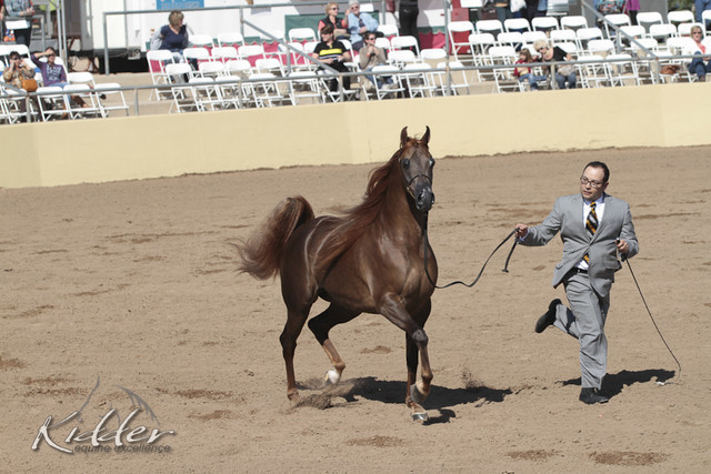 2012 Scottsdale Show Photos | Kidder Equine