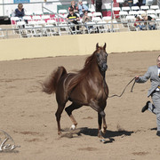 2012 Scottsdale Show Photos | Kidder Equine