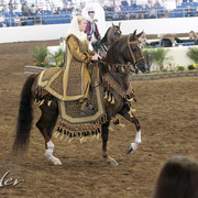 2012 Scottsdale Show Photos | Kidder Equine