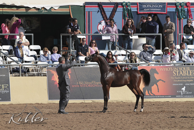 2012 Scottsdale Show Photos | Kidder Equine
