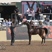 2012 Scottsdale Show Photos | Kidder Equine