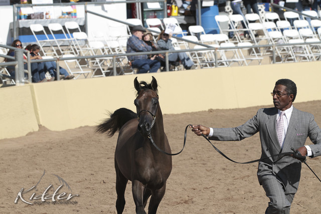 2012 Scottsdale Show Photos | Kidder Equine