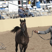 2012 Scottsdale Show Photos | Kidder Equine