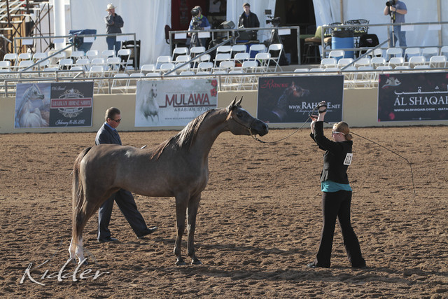 2012 Scottsdale Show Photos | Kidder Equine