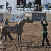 2012 Scottsdale Show Photos | Kidder Equine