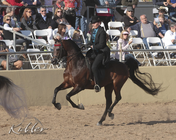 2012 Scottsdale Show Photos | Kidder Equine