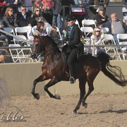 2012 Scottsdale Show Photos | Kidder Equine