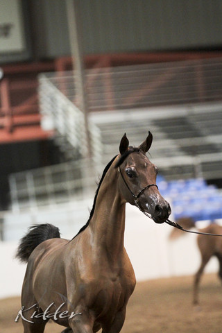 2012 Scottsdale Show Photos | Kidder Equine