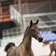 2012 Scottsdale Show Photos | Kidder Equine