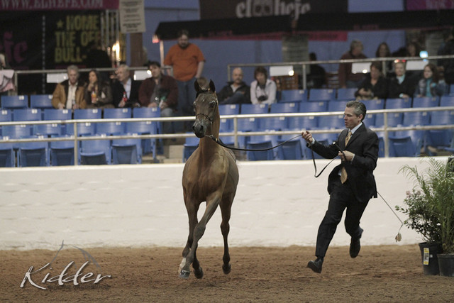 2012 Scottsdale Show Photos | Kidder Equine