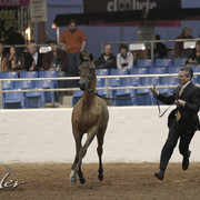 2012 Scottsdale Show Photos | Kidder Equine