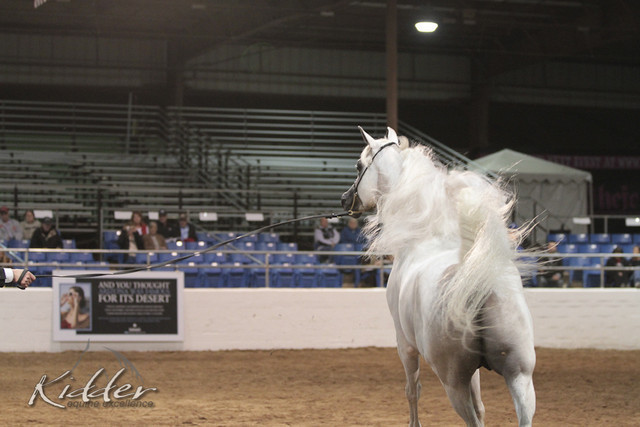 2012 Scottsdale Show Photos | Kidder Equine