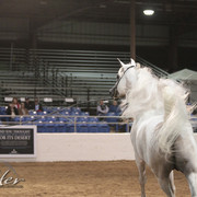 2012 Scottsdale Show Photos | Kidder Equine