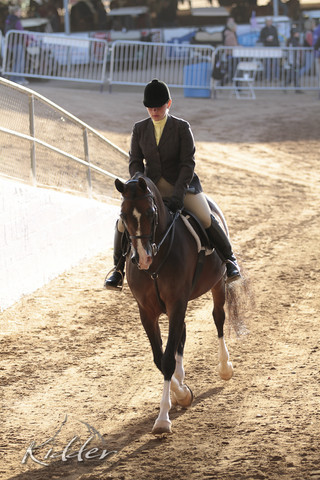 2012 Scottsdale Show Photos | Kidder Equine