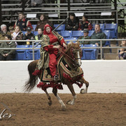 2012 Scottsdale Show Photos | Kidder Equine