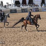2012 Scottsdale Show Photos | Kidder Equine