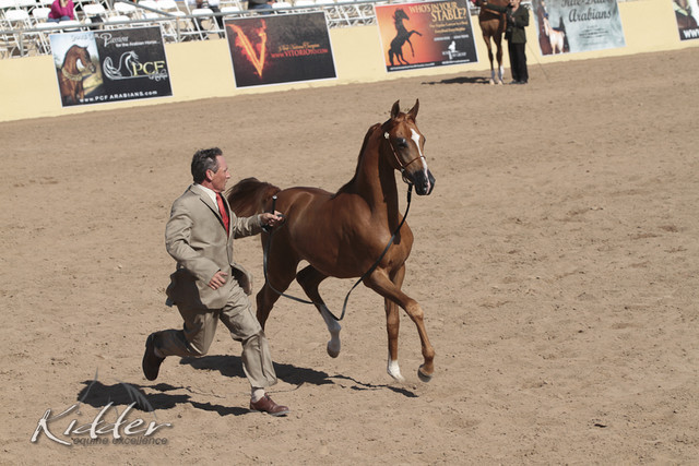 2012 Scottsdale Show Photos | Kidder Equine