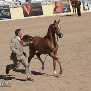 2012 Scottsdale Show Photos | Kidder Equine