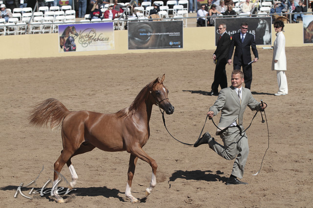 2012 Scottsdale Show Photos | Kidder Equine