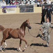2012 Scottsdale Show Photos | Kidder Equine