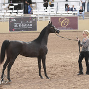 2012 Scottsdale Show Photos | Kidder Equine