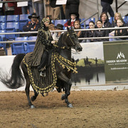 2012 Scottsdale Show Photos | Kidder Equine