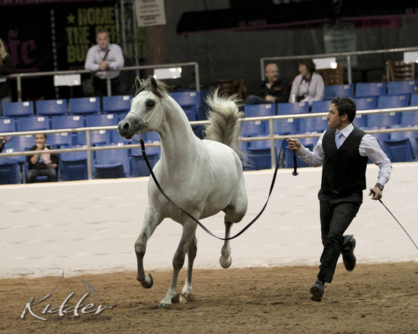 2012 Scottsdale Show Photos | Kidder Equine