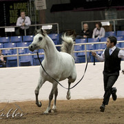 2012 Scottsdale Show Photos | Kidder Equine