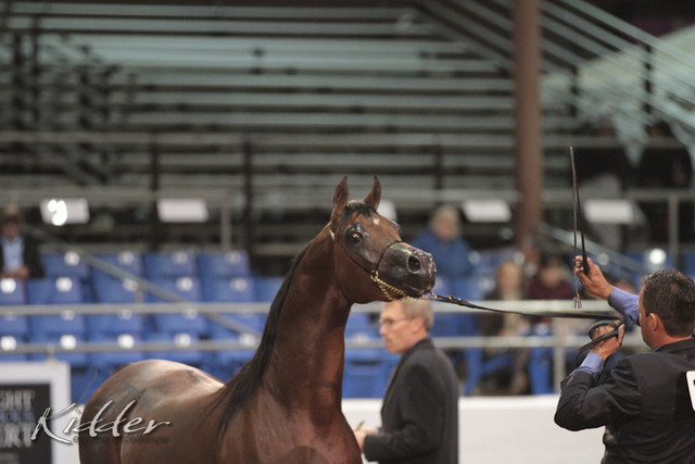 2012 Scottsdale Show Photos | Kidder Equine