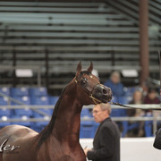 2012 Scottsdale Show Photos | Kidder Equine