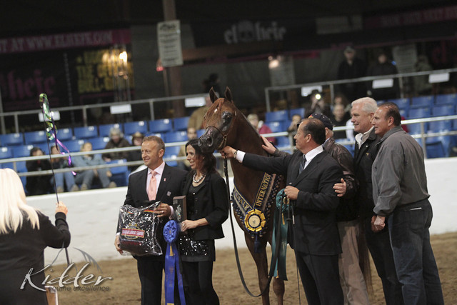 2012 Scottsdale Show Photos | Kidder Equine