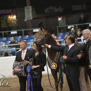 2012 Scottsdale Show Photos | Kidder Equine