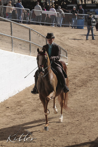 2012 Scottsdale Show Photos | Kidder Equine