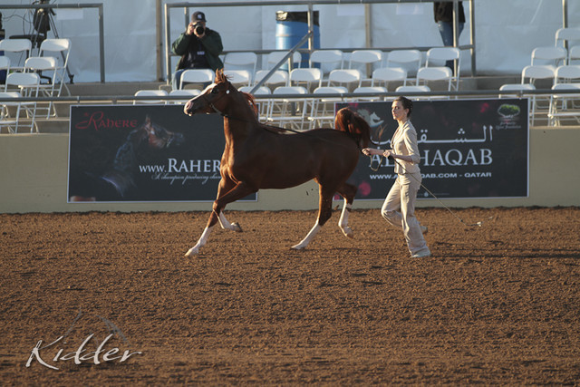 2012 Scottsdale Show Photos | Kidder Equine