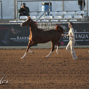 2012 Scottsdale Show Photos | Kidder Equine
