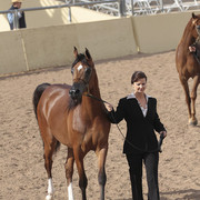 2012 Scottsdale Show Photos | Kidder Equine