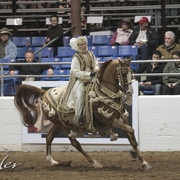 2012 Scottsdale Show Photos | Kidder Equine