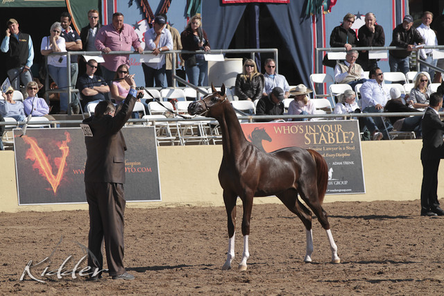 2012 Scottsdale Show Photos | Kidder Equine