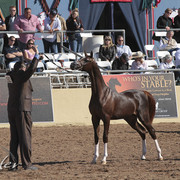 2012 Scottsdale Show Photos | Kidder Equine