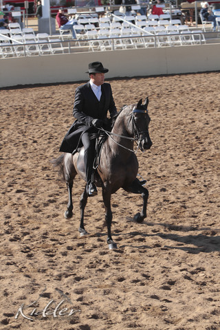 2012 Scottsdale Show Photos | Kidder Equine