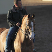 2012 Scottsdale Show Photos | Kidder Equine