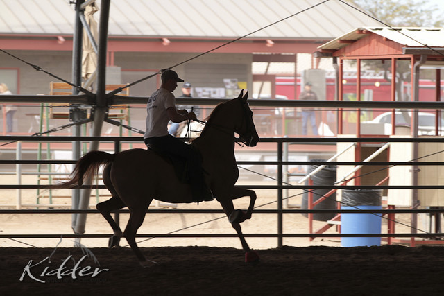 2012 Scottsdale Show Photos | Kidder Equine