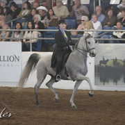 2012 Scottsdale Show Photos | Kidder Equine