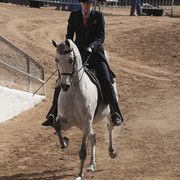 2012 Scottsdale Show Photos | Kidder Equine